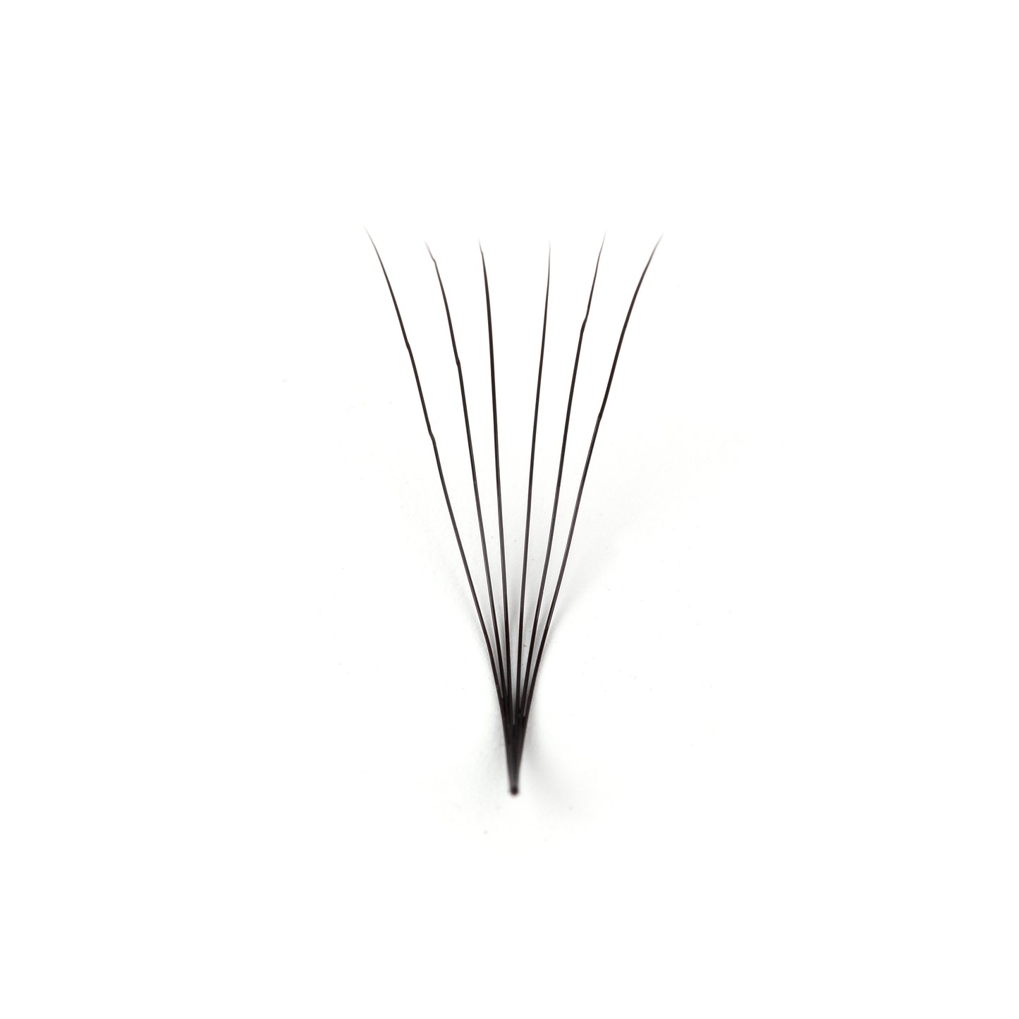 D Curl Lashes