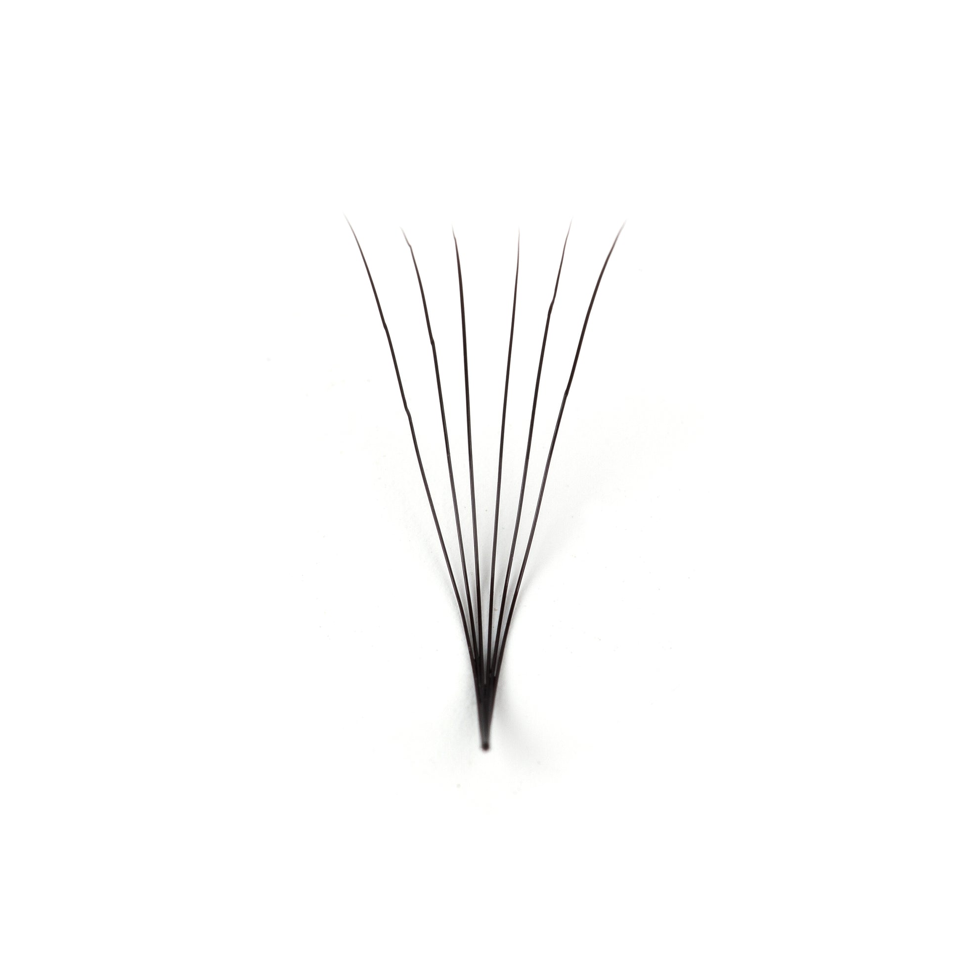 D Curl Lashes