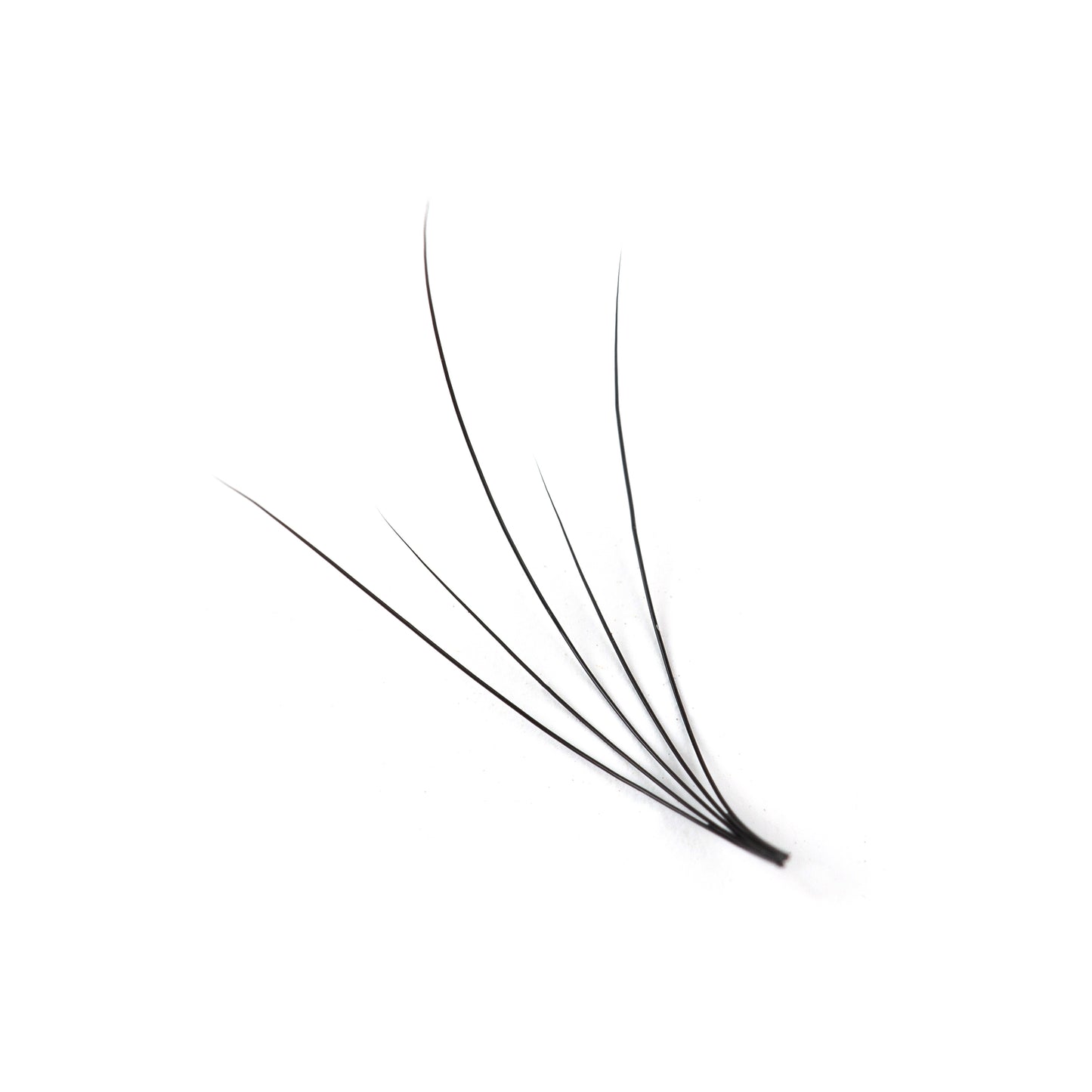 Camellia Lash Extensions
