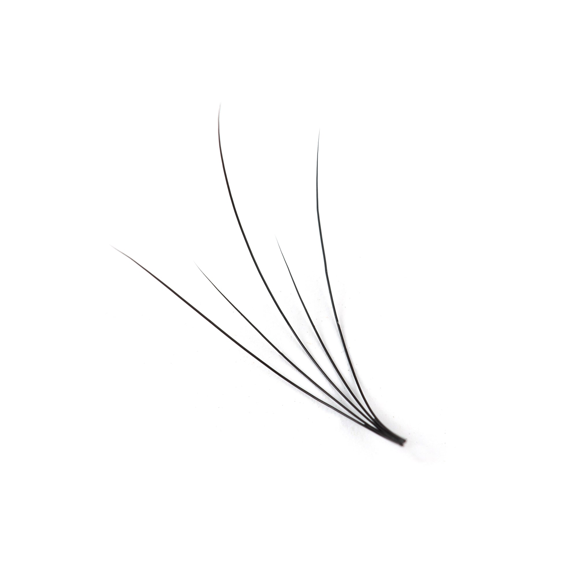Camellia Lash Extensions