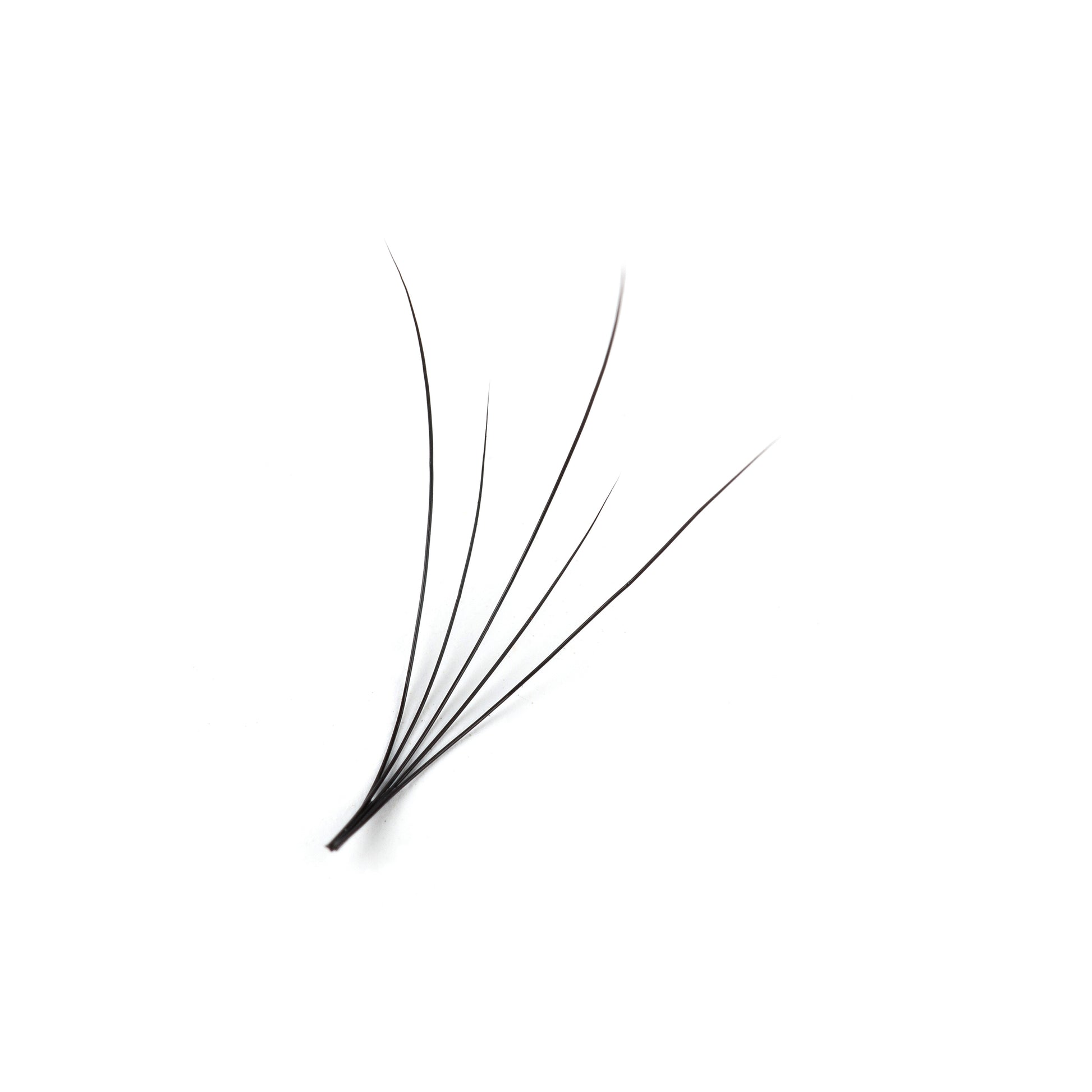 Camellia Lash Extensions